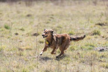 Trixie Jumper am Seil Hundespielzeug